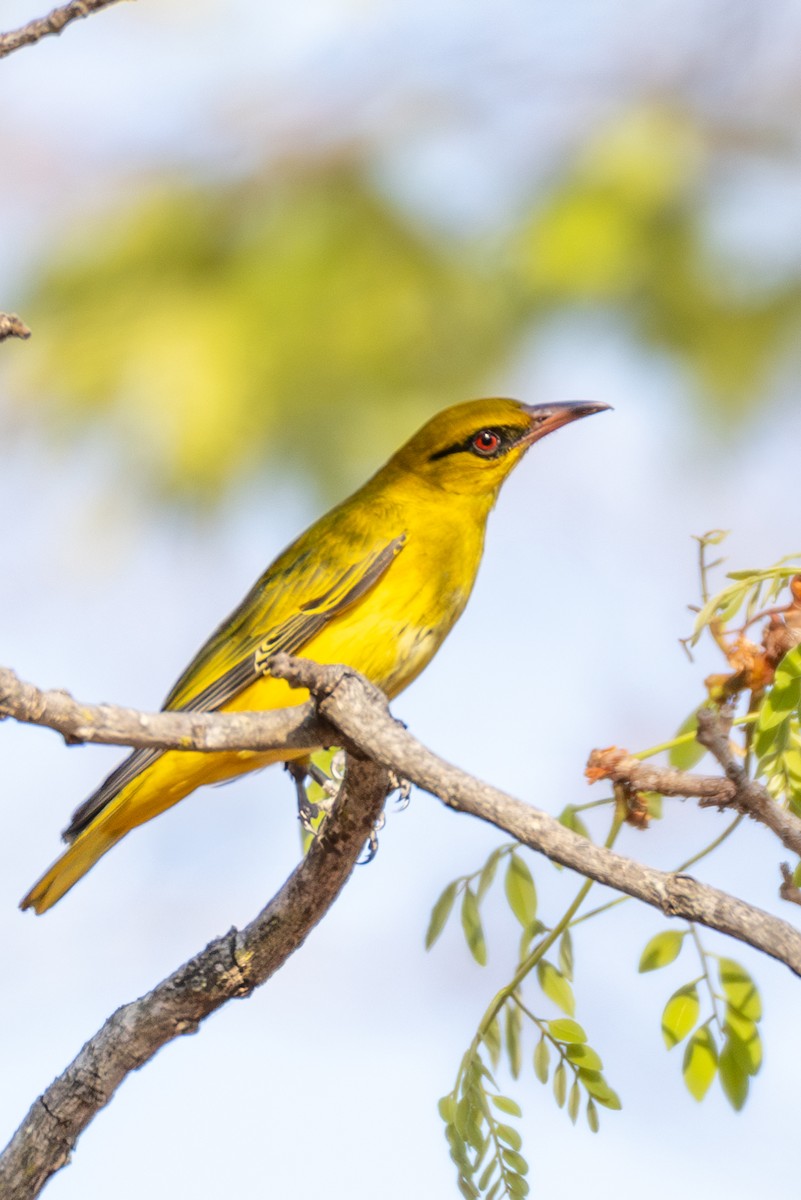 African Golden Oriole - ML625295169