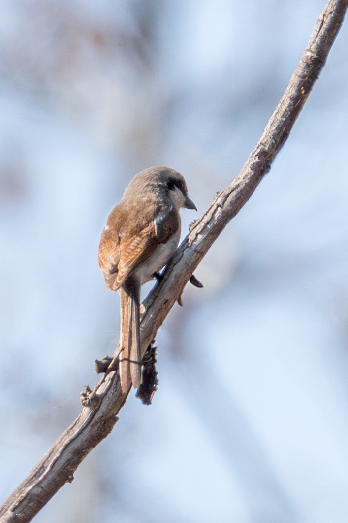 Souza's Shrike - ML625295178