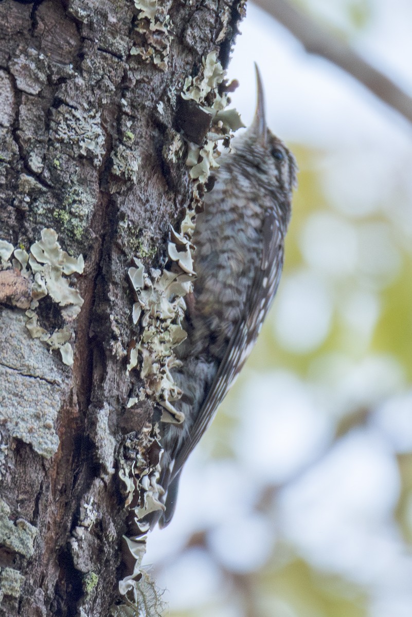 African Spotted Creeper - ML625295255