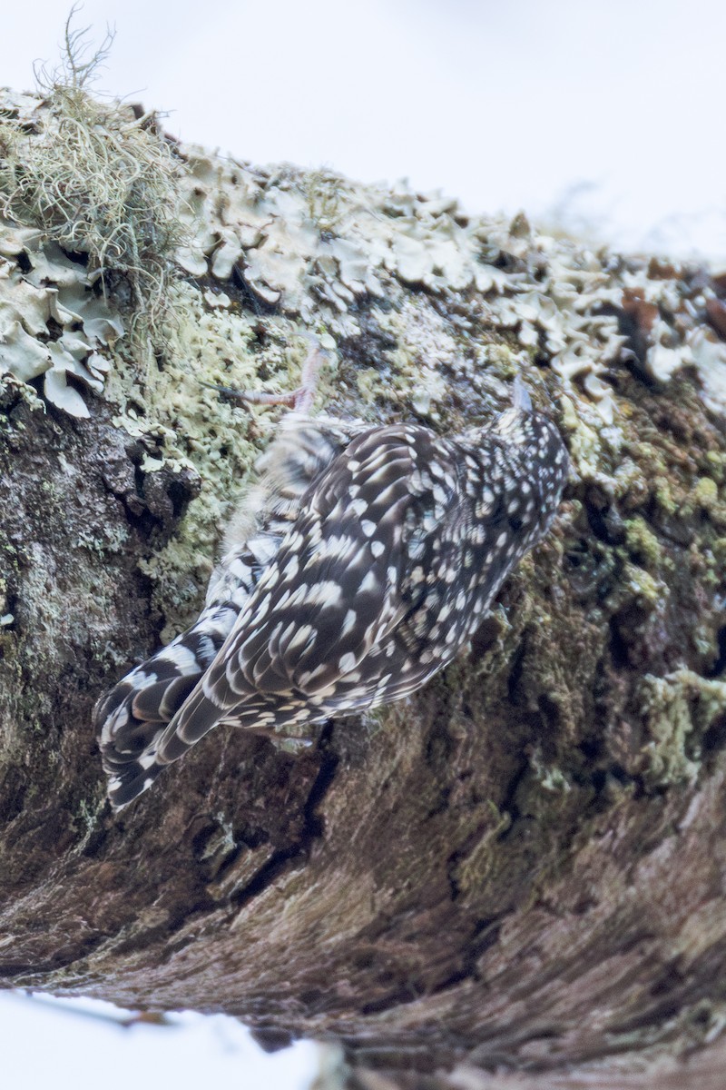 African Spotted Creeper - ML625295256