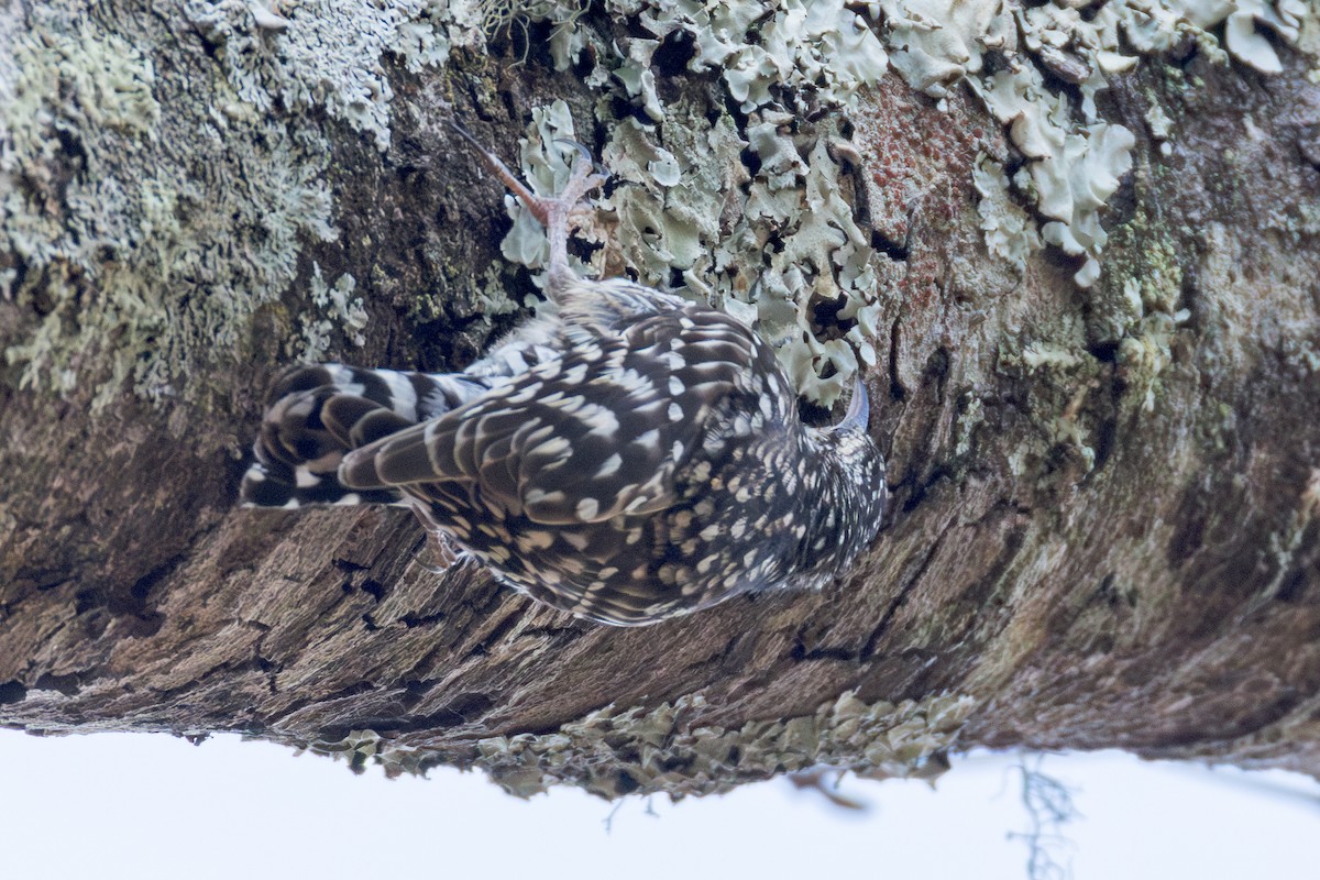 African Spotted Creeper - ML625295257