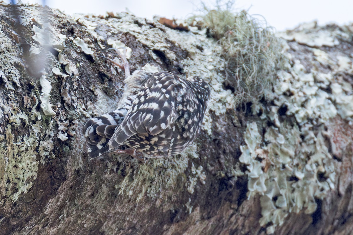 African Spotted Creeper - ML625295258