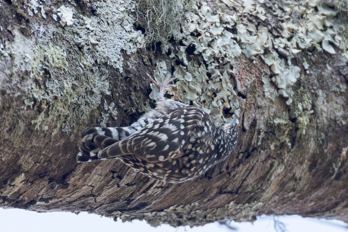 African Spotted Creeper - ML625295259