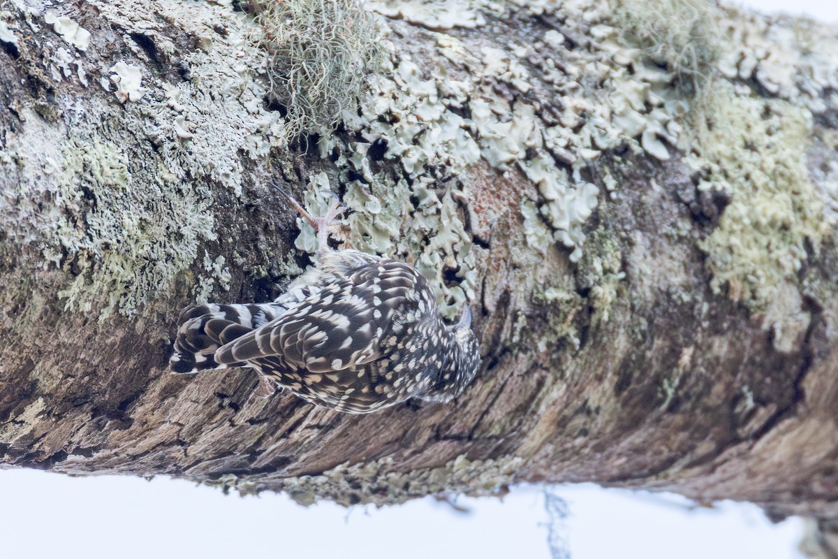 African Spotted Creeper - ML625295260