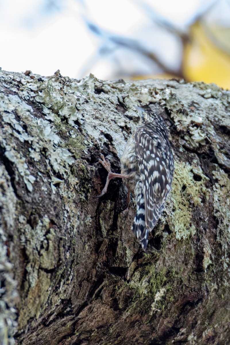 African Spotted Creeper - ML625295261