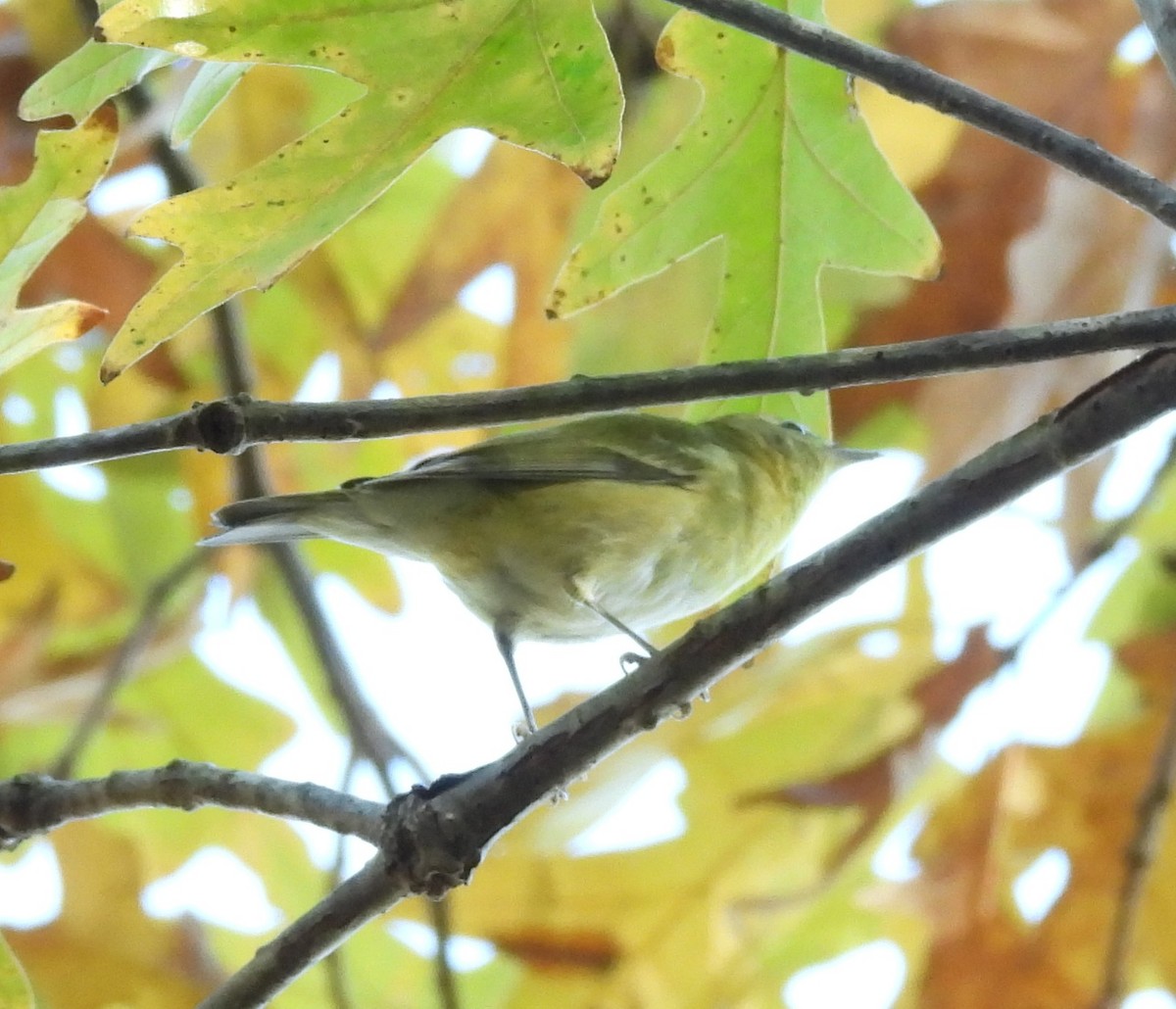 Tennessee Warbler - ML625295373