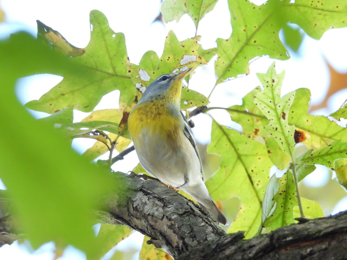 Northern Parula - ML625295381