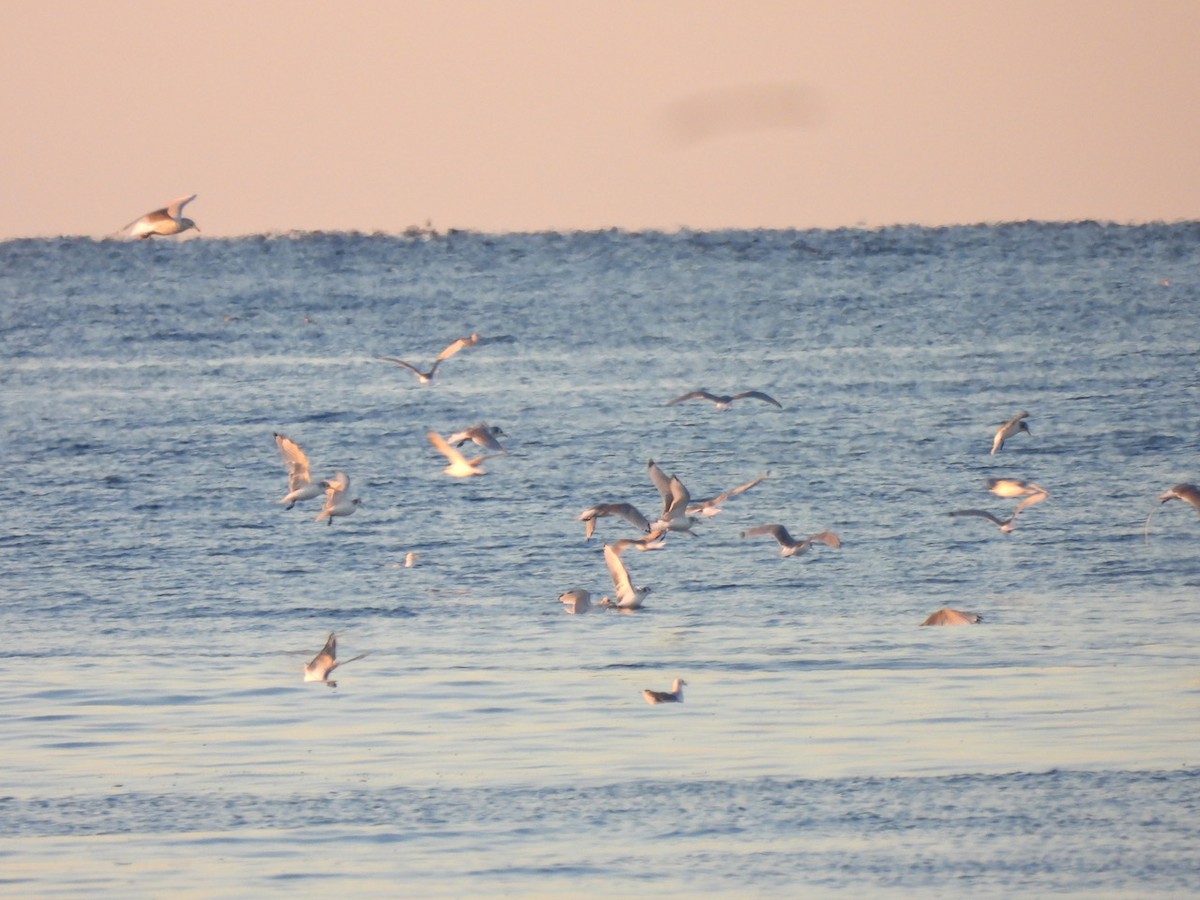 Black-legged Kittiwake - ML625295675