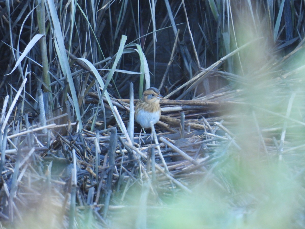 Nelson's Sparrow - ML625295802