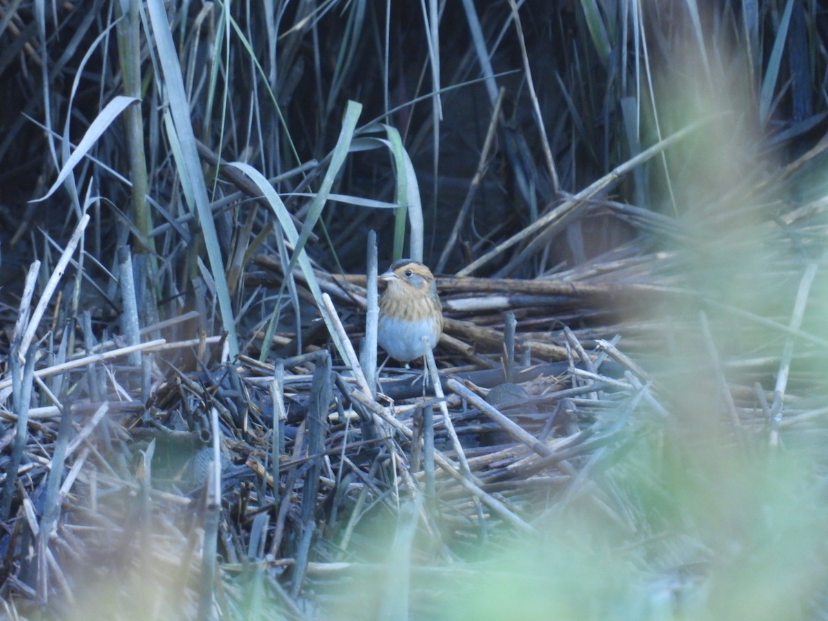 Nelson's Sparrow - ML625295803