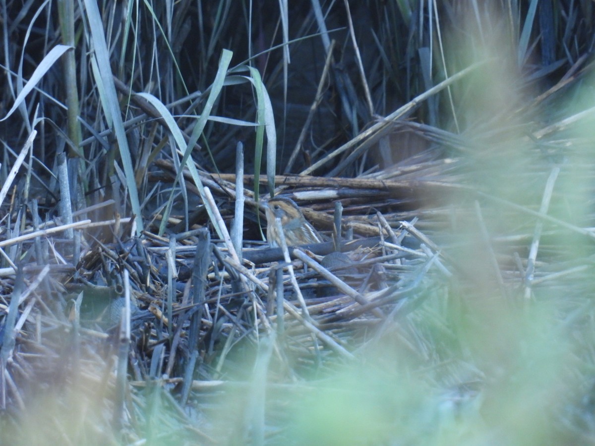 Nelson's Sparrow - ML625295804