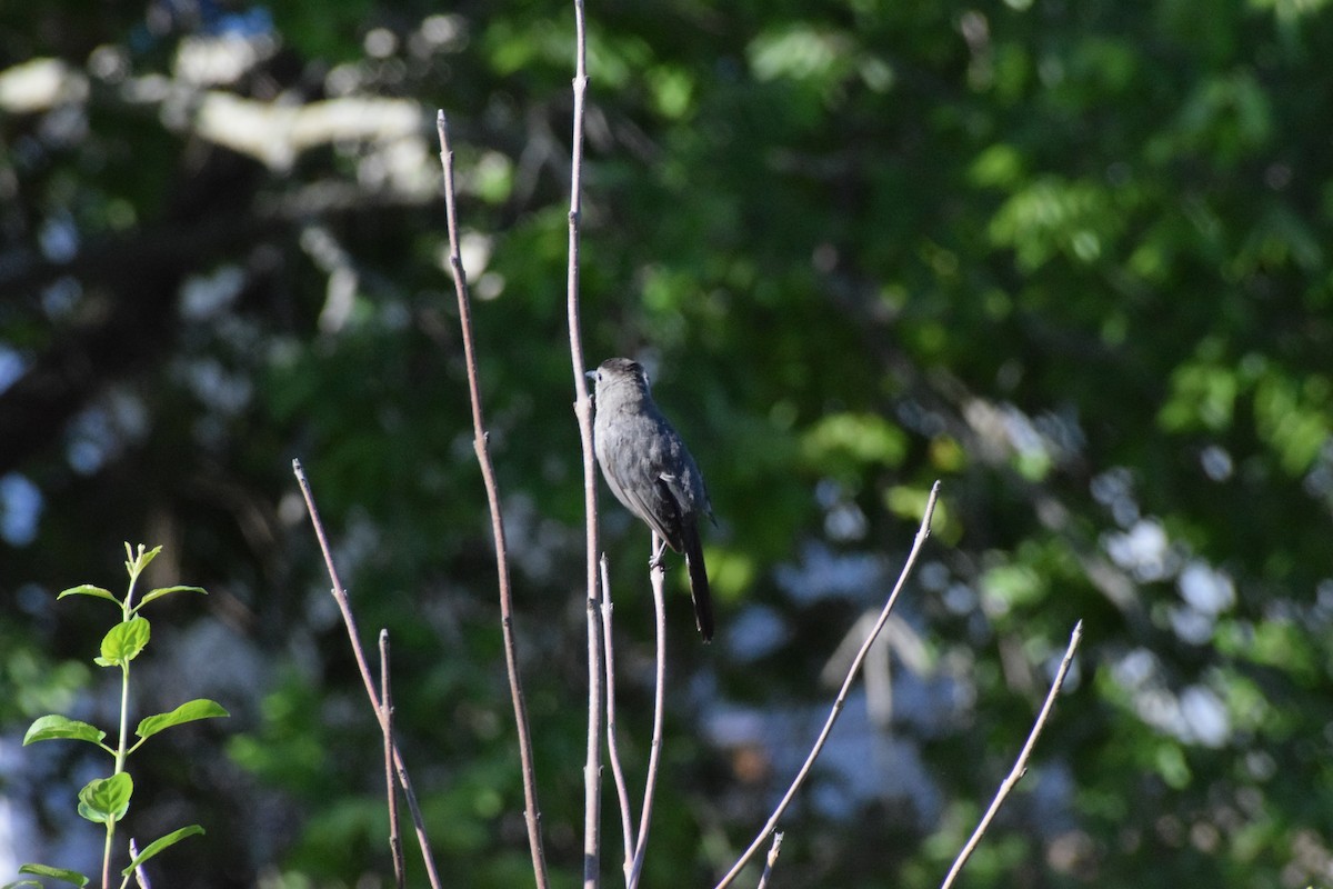 Gray Catbird - ML625295965