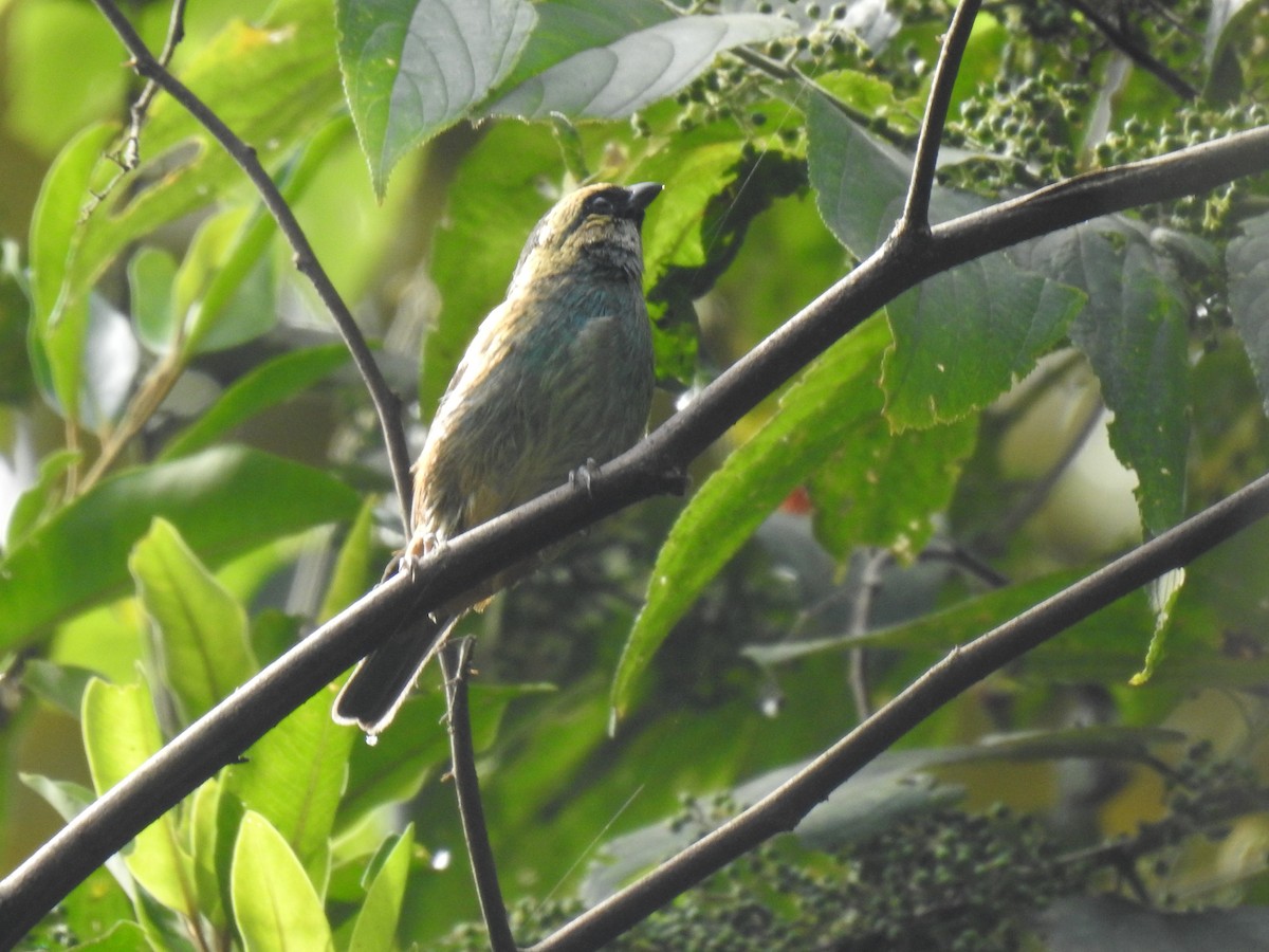 Metallic-green Tanager - ML625296078