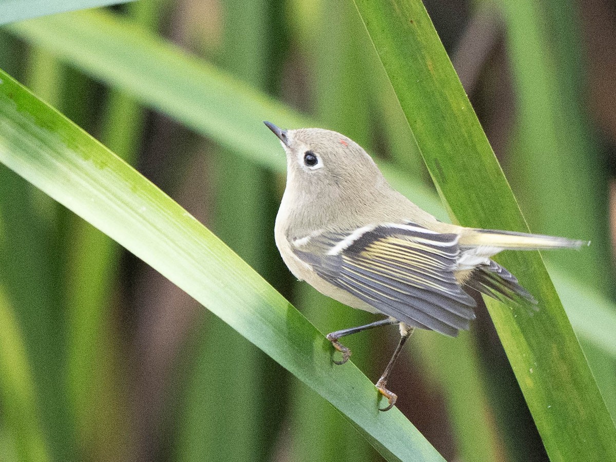 Ruby-crowned Kinglet - Rad Widmer