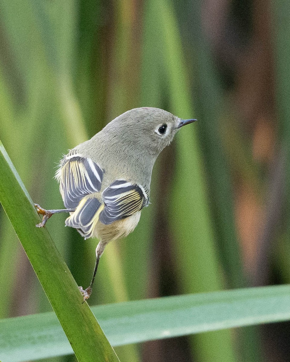 Ruby-crowned Kinglet - ML625296233