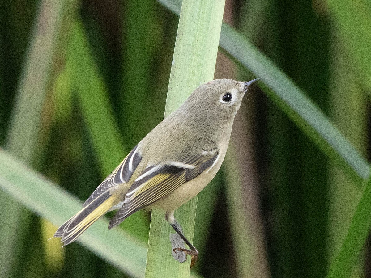 Ruby-crowned Kinglet - ML625296234