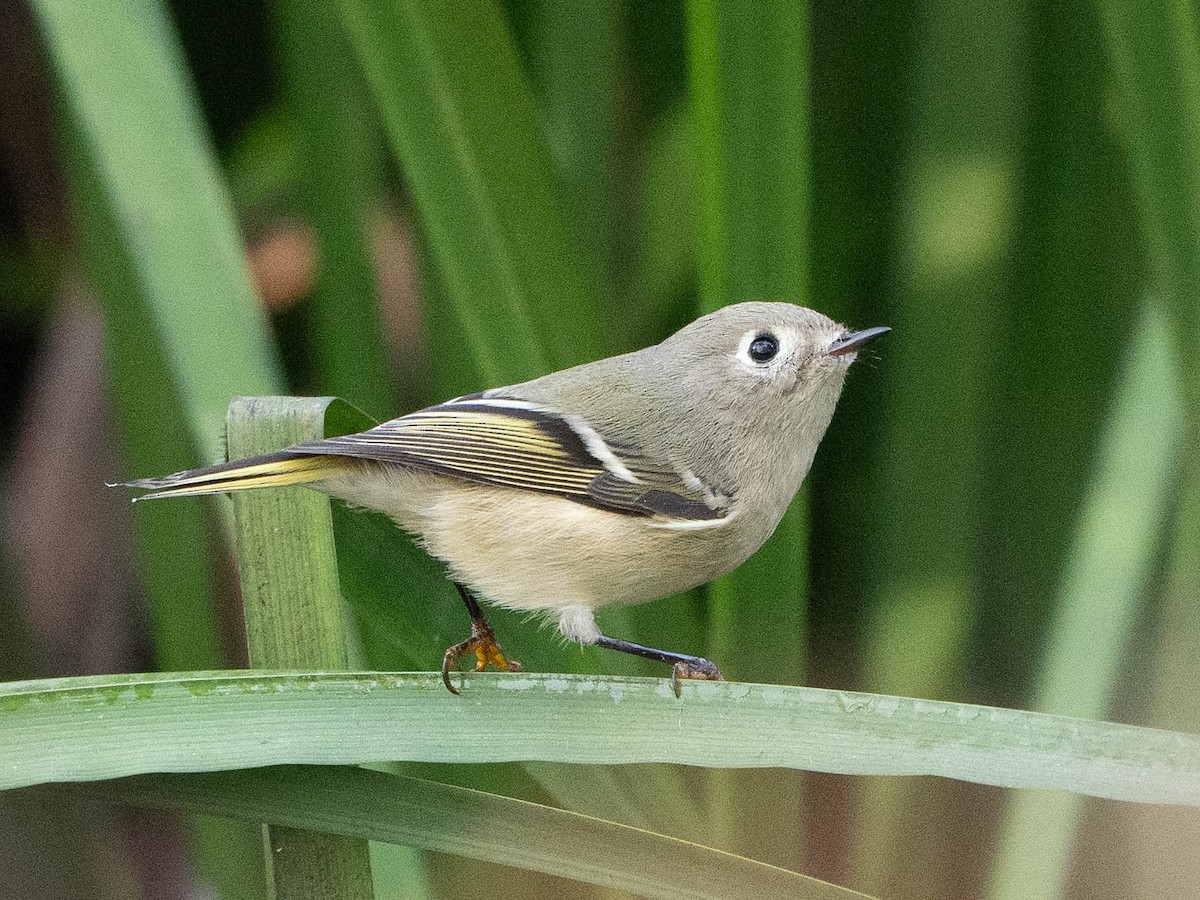 Ruby-crowned Kinglet - ML625296235