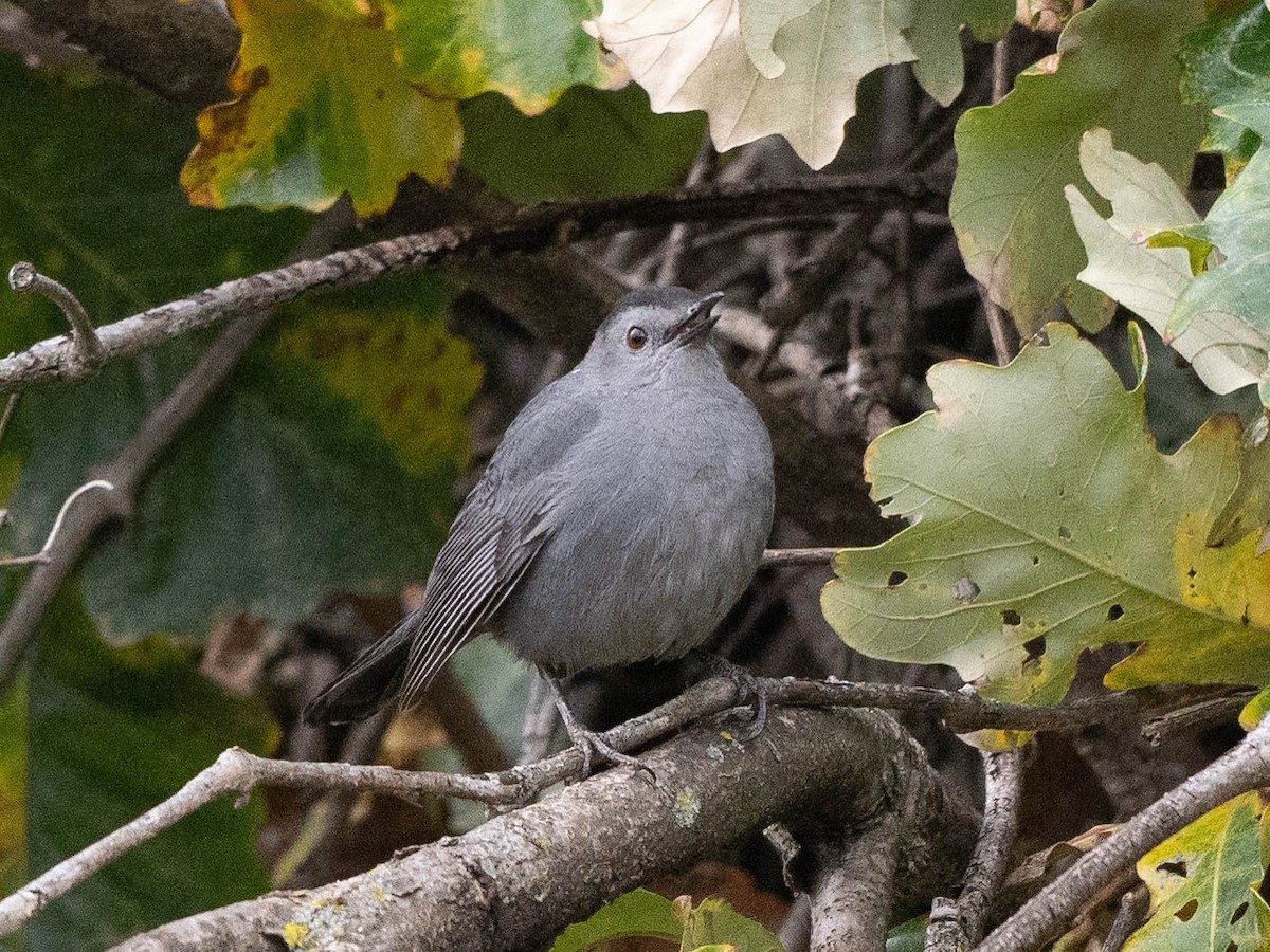 Gray Catbird - ML625296246