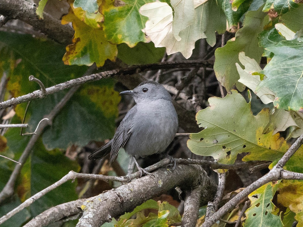 Gray Catbird - ML625296247