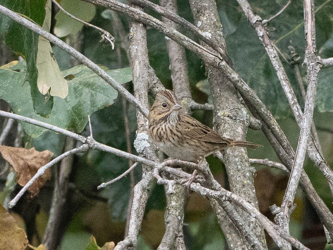 Lincoln's Sparrow - ML625296263