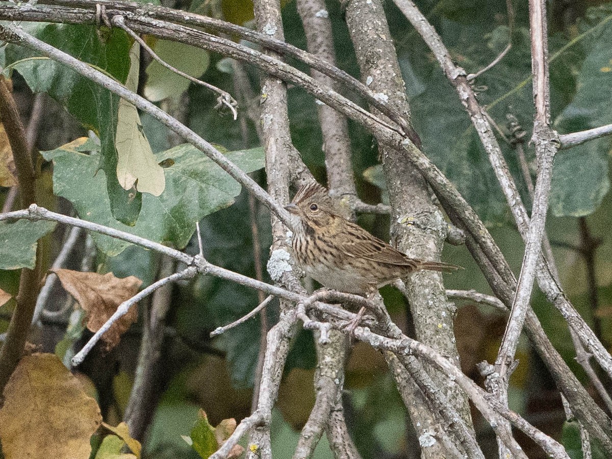 Lincoln's Sparrow - ML625296264