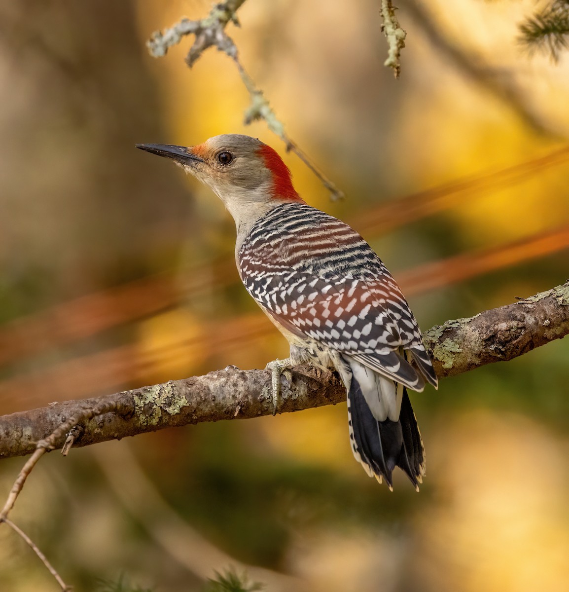 Red-bellied Woodpecker - ML625296267