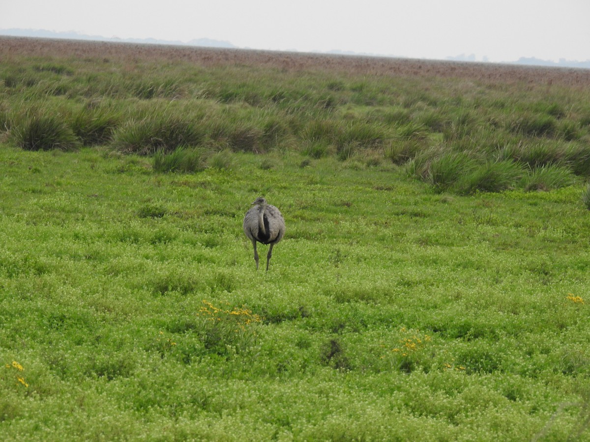 Greater Rhea - ML625296432