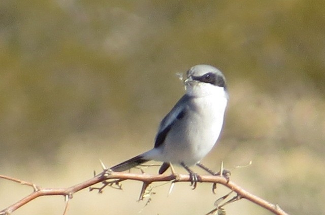 Loggerhead Shrike - ML625296640