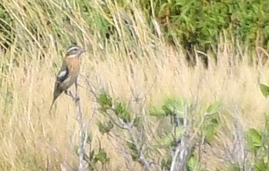 Cardinal à poitrine rose - ML625296647
