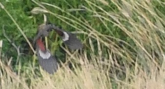 Cardinal à poitrine rose - ML625296658