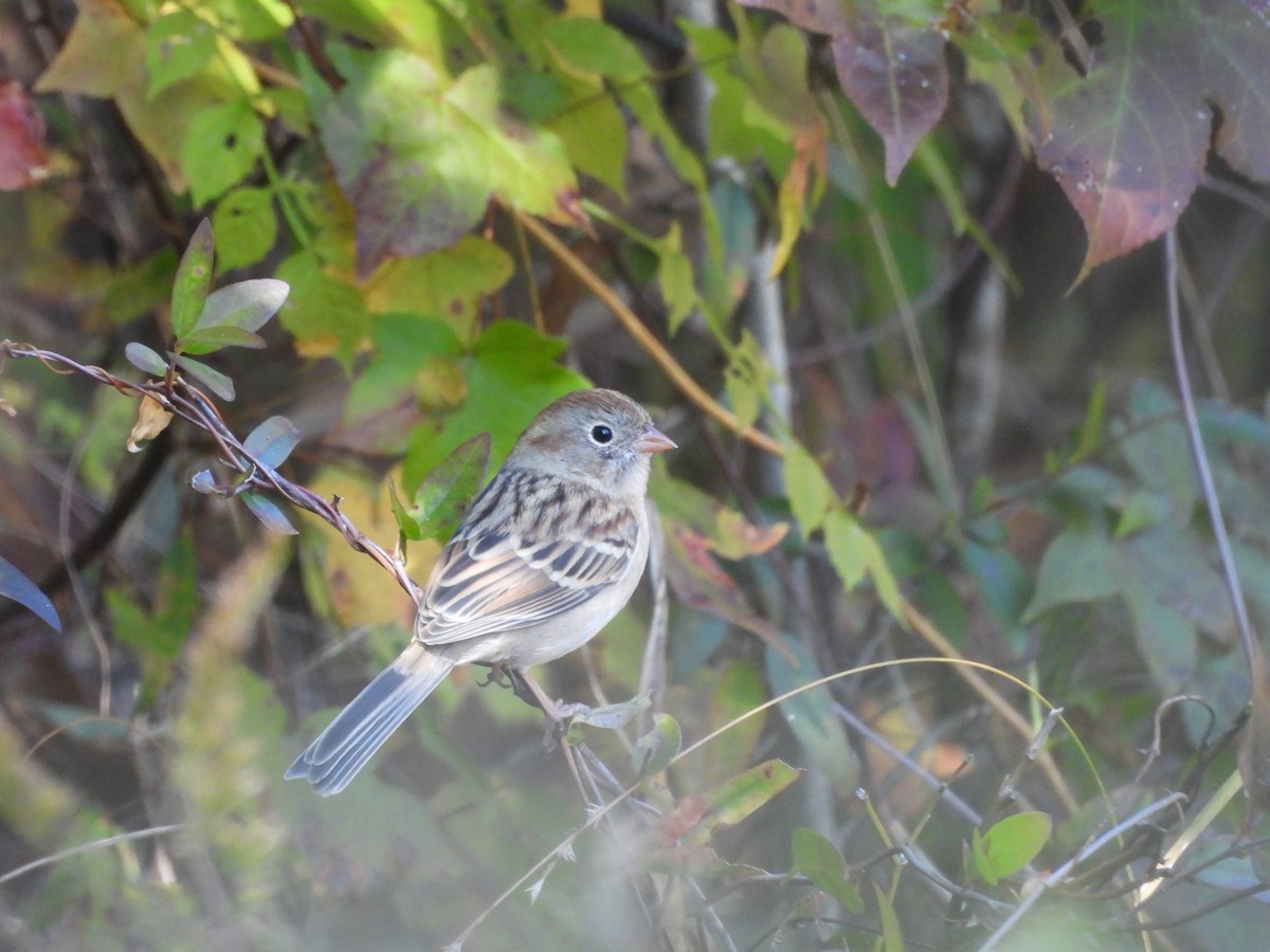 Field Sparrow - ML625296694