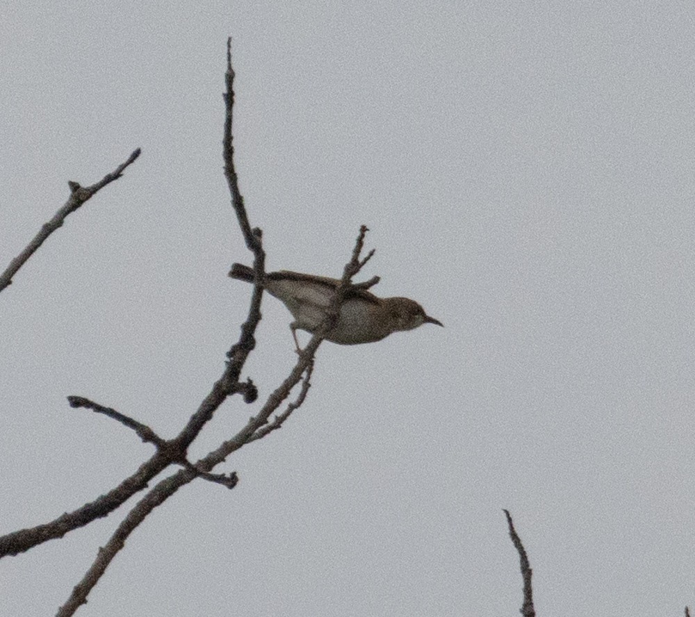 Brown-backed Honeyeater - ML625296762