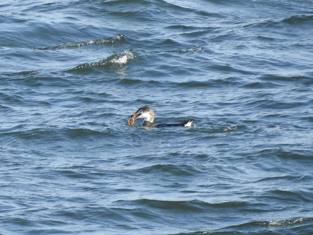 Common Loon - ML625296856