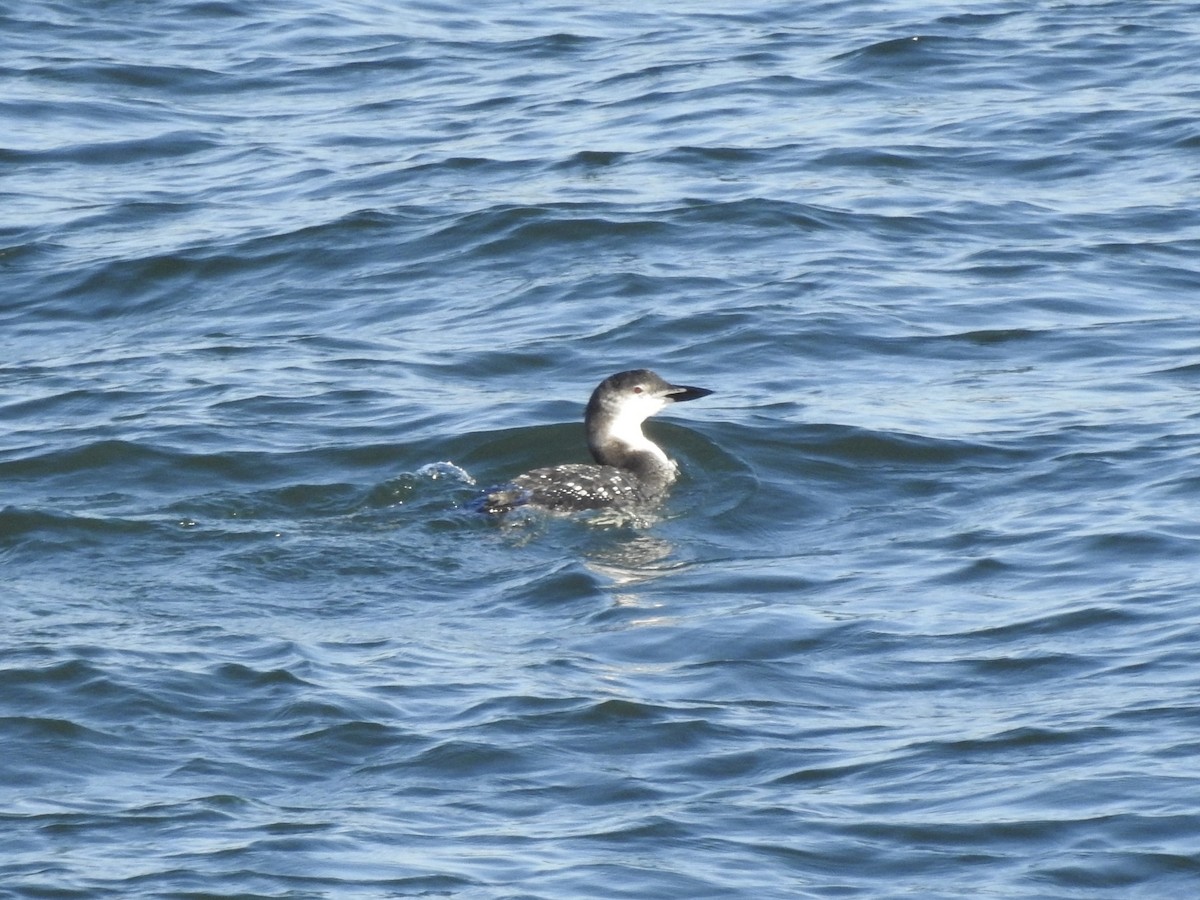 Common Loon - ML625296857