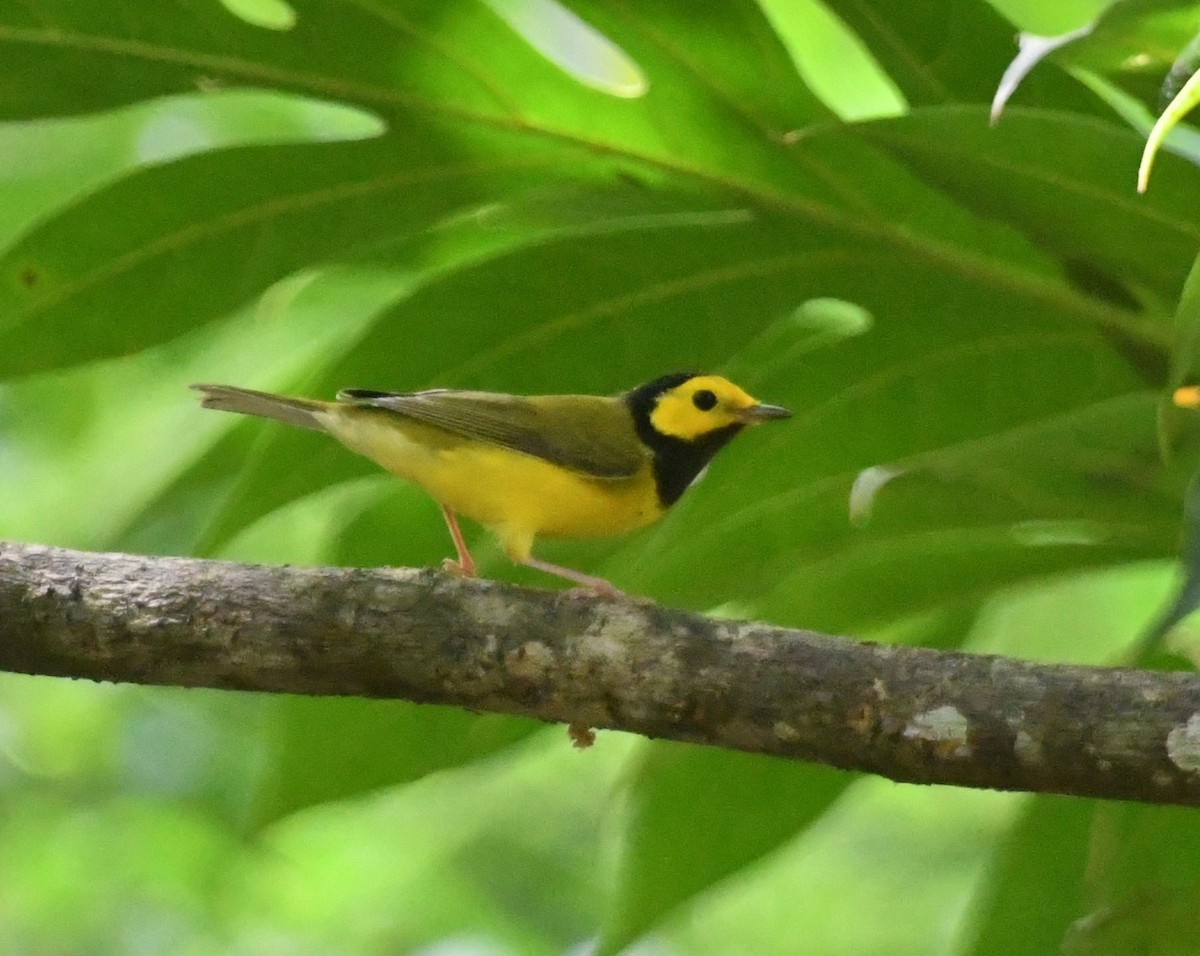 Paruline à capuchon - ML625296866