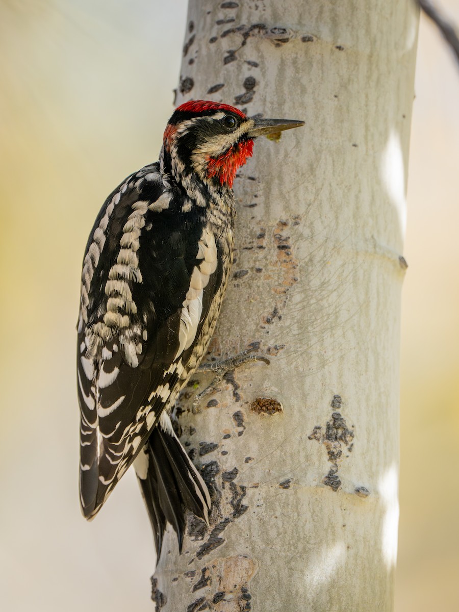 Red-naped Sapsucker - ML625297015