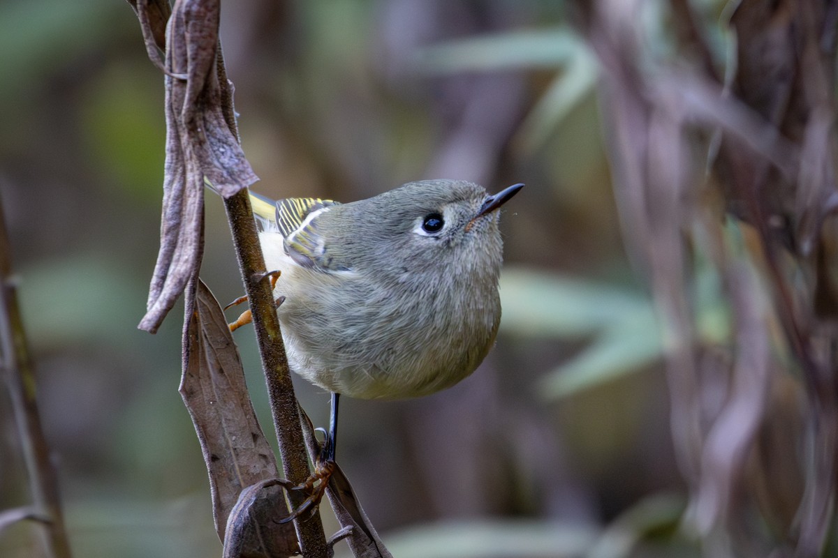 Ruby-crowned Kinglet - Michael Warner