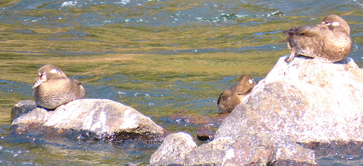 Harlequin Duck - ML625297561