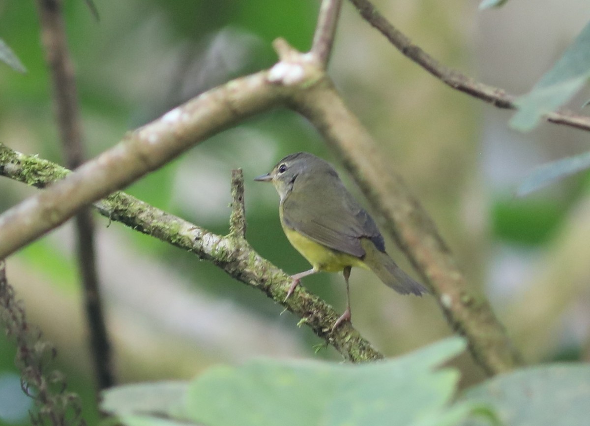 Mourning Warbler - ML625297734