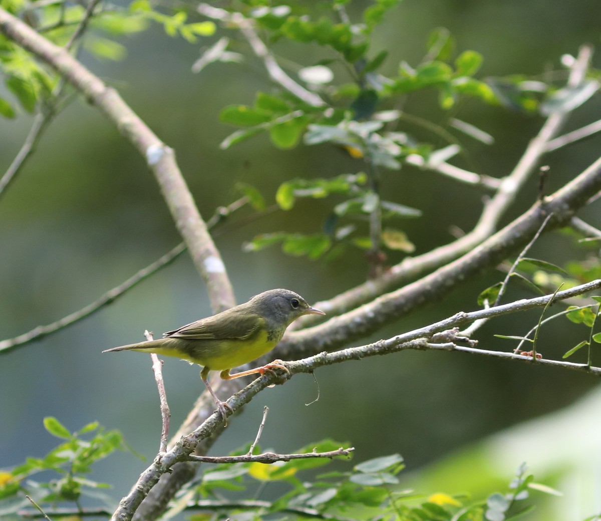 Mourning Warbler - ML625297735