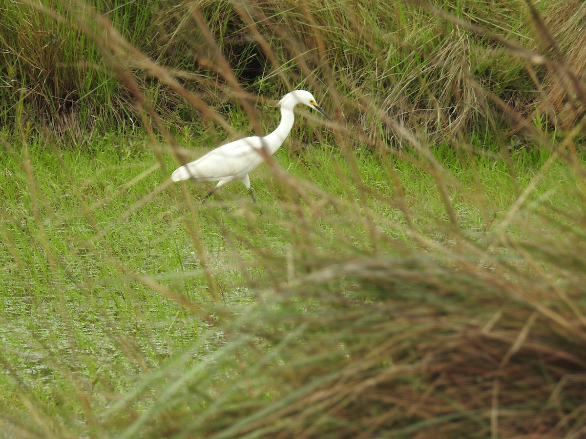 Snowy Egret - adriana centeno