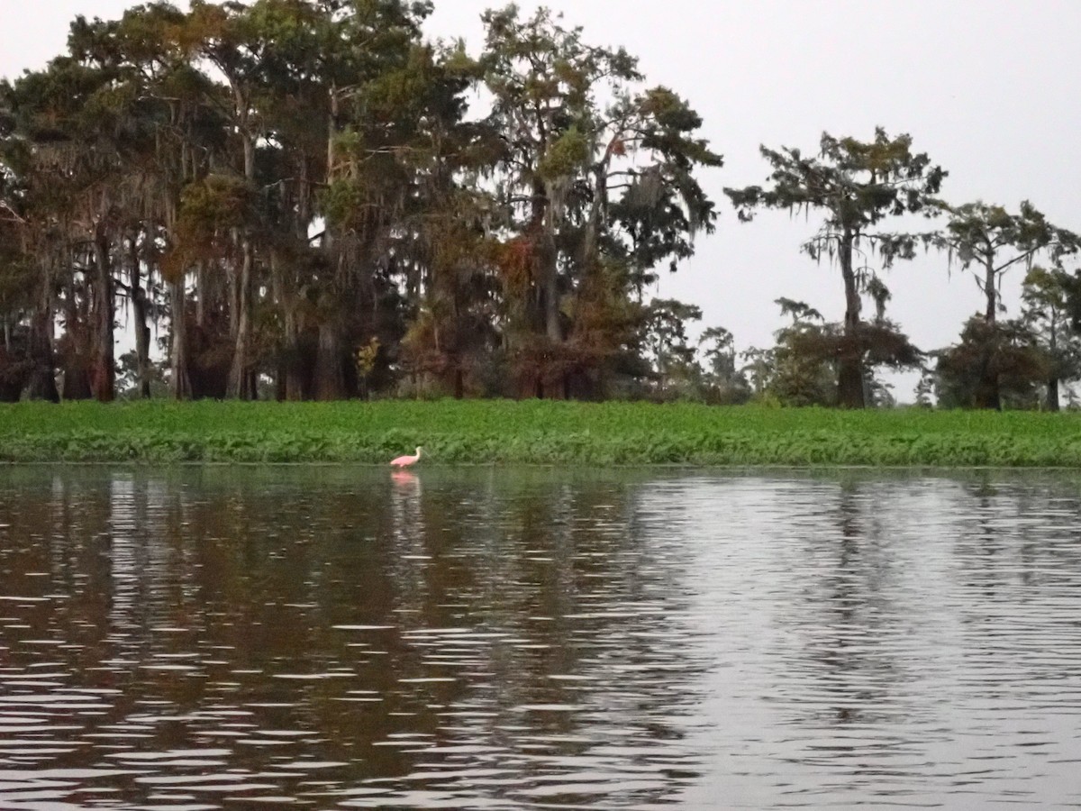 Roseate Spoonbill - Becky Lutz