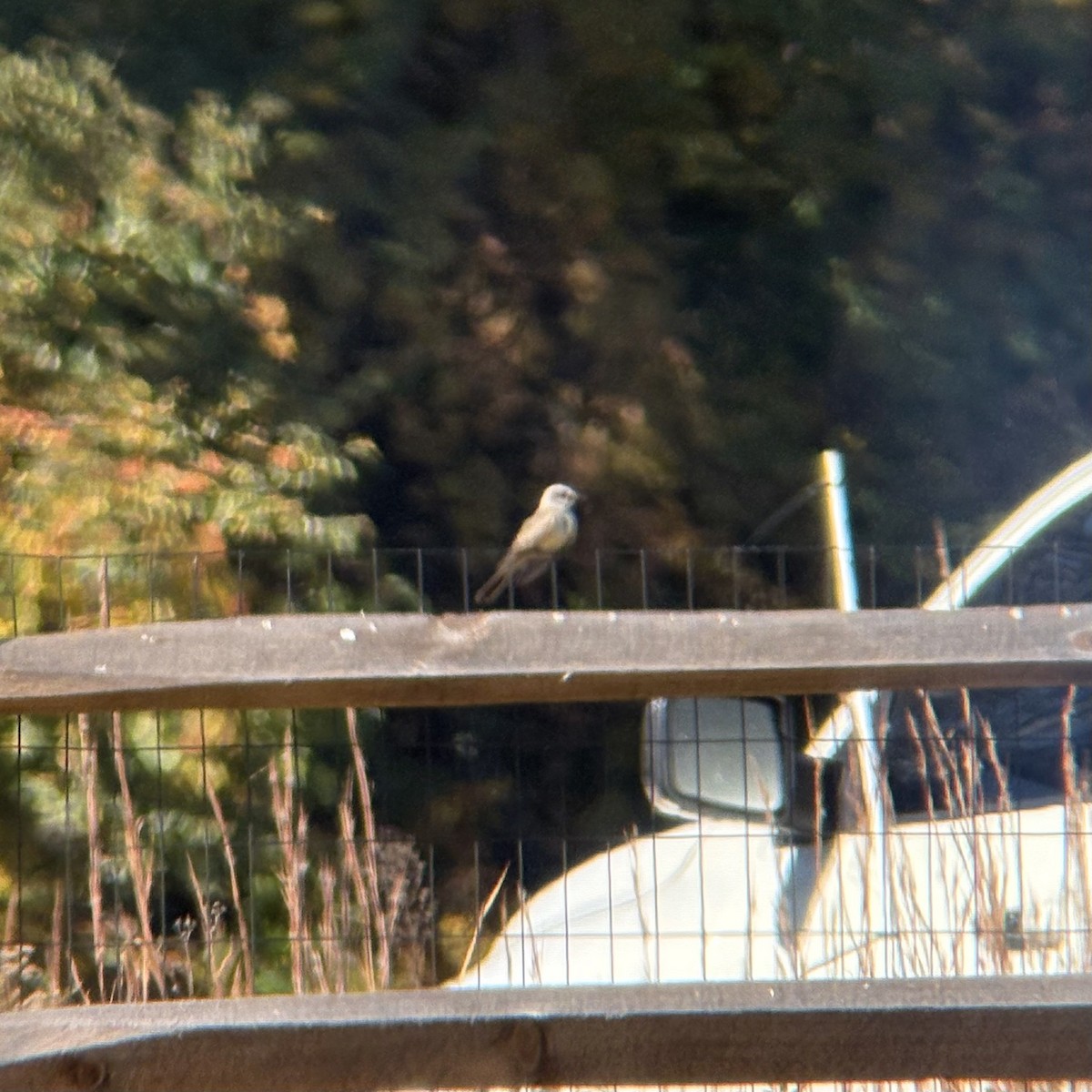 Western Kingbird - ML625297769