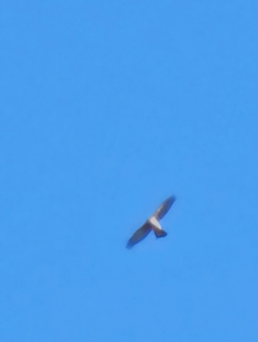 Buteo sp. - ML625297770