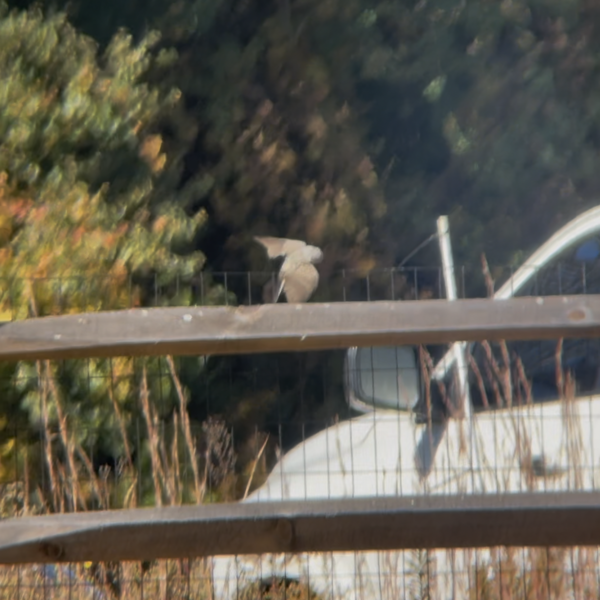 Western Kingbird - ML625297771