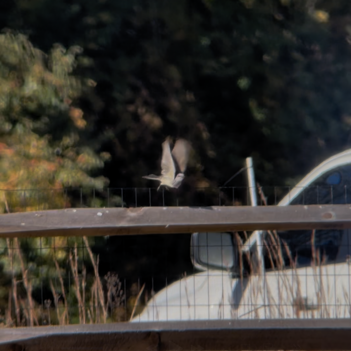 Western Kingbird - ML625297772