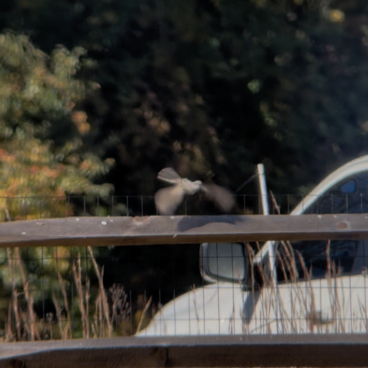 Western Kingbird - ML625297773