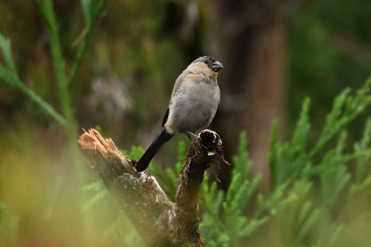 Azores Bullfinch - ML625297807