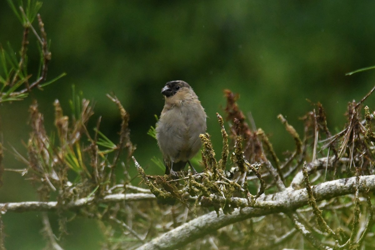 Azores Bullfinch - Diego García Díaz