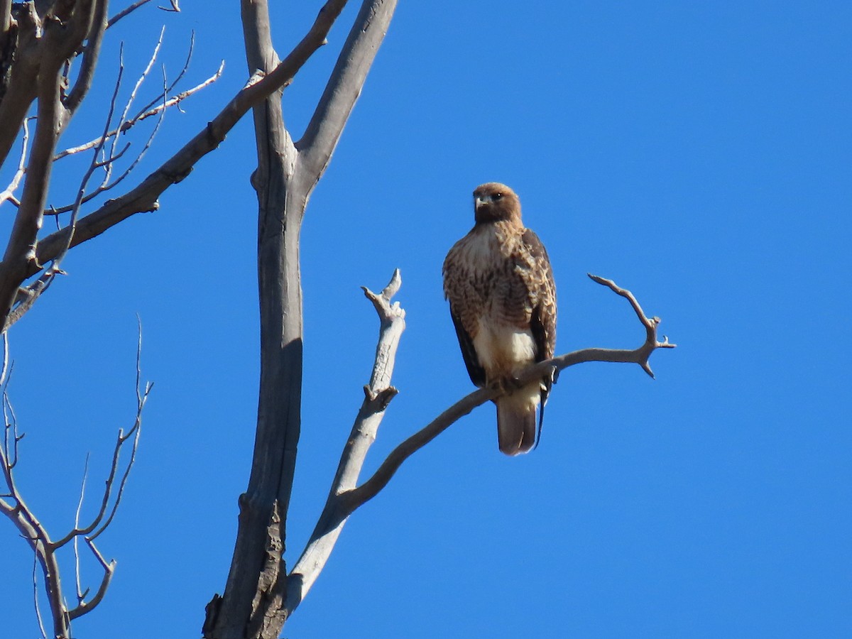 Red-tailed Hawk - fran rulon-miller